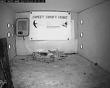 Sweet Swift Home