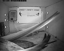 Sweet Swift Home